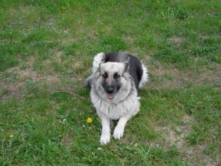 Hallo ich bin Laika