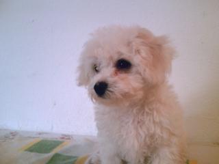 Bichon Frise