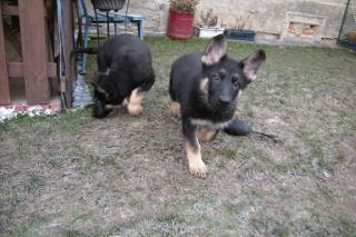 Schäferhundwelpen gerader Rücken mit Roten SV Papieren, vom Züchter