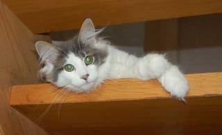 Norweger Kater blau weiß