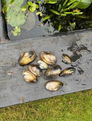 Teichmuscheln Wasserfilter