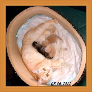 Hurraa Unsere Abby hat ihre ersten Kitten.