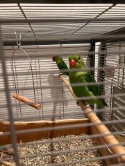 Voliere und Vögel