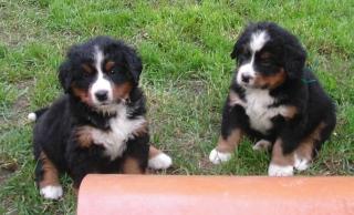 Berner Sennenhundwelpen