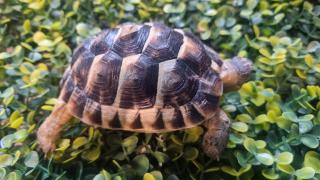 Maurische Landschildkröten aus 2024 - mit Papieren