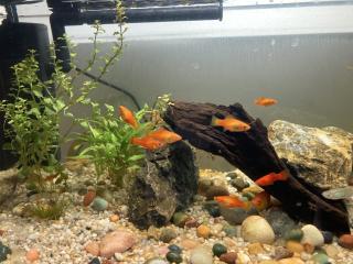 Platy Fische zu verschenken