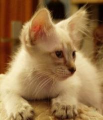 Balinesen Kitten