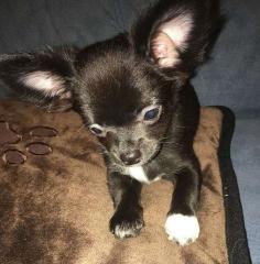 Zuckersüsses reinrassiges Chihuahua Mädchen mit Ahnentafel - vom geprüften Z