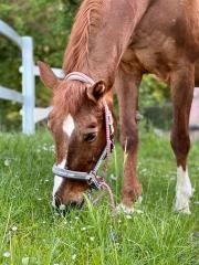 Beistellpferd