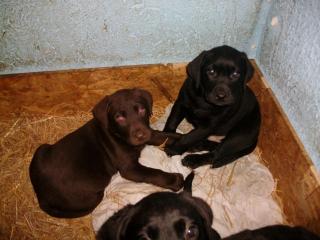 Reinrassige Labradorwelpen in Schoko Schwarz