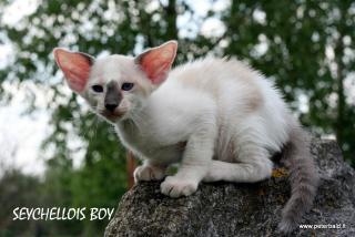 Oriental and Seychellois kittens for good price