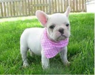 Französische Bulldogge Welpen