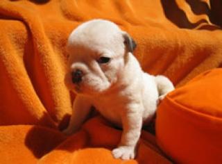 Englische Bulldogge aus Ungarn vm Züchter zum verkaufen
