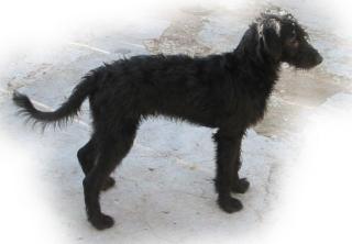 Mixe und auch rassereine Hunde