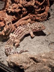 Leopardgecko männlich 7 Jahre