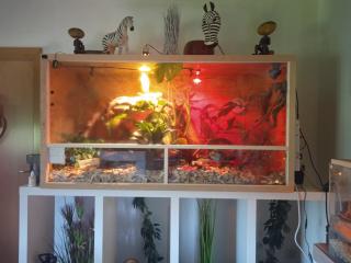 Grüner Leguan mit Terrarium