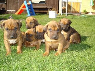 Rhodesian Ridgeback Welpen