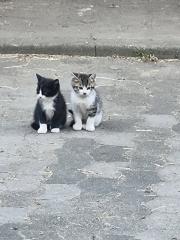 Katzen Kinder vom Bauernhof ab sofort abzugeben