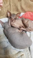Sphynx-Kitten, Don-Sphynx noch zu haben 13 Wochen alt