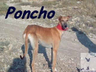 Poncho braucht ein Daheim