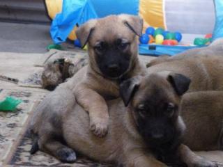 Malinoiswelpen mit VDH/FCI-Papiere