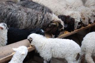 Verkaufe Merino Lammer