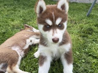 Sibirische Husky-Welpen 8 Wochen alt, geimpft entwurmt