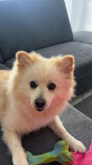 Deutscher Spitz sucht ein neues zu Hause