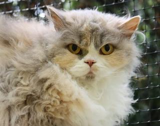 Selkirk Rex Kätzchen
