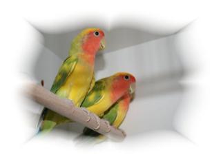 Agaporniden Pfirsich, Schwarz und Rosenköpfchen