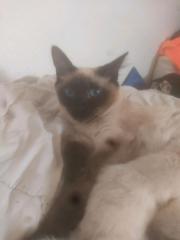 Heilige Birma Kater