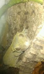 Kronenkopfgecko, Kronengecko, Leopardgecko, Höckerkopfgecko, Rhacotactylus, Gec