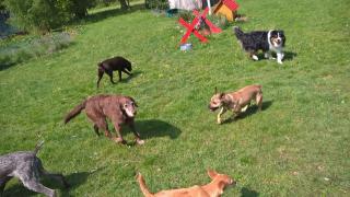 Hundebetreuung Nord - Ihre professionelle Hundebetreuung in Hamburg