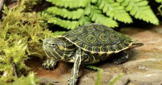 Karibische Schmuckschildkröte Wasserschildkröte