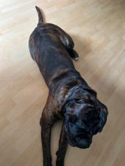 Boxer mix 1. 5 Jahre abgeben