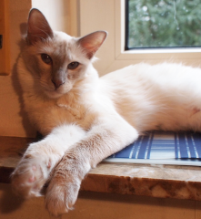 Balinesenkatze/ Balinese