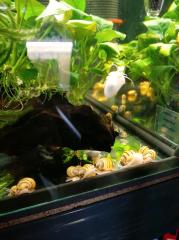 Schnecken für das Aquarium Rabatt Aktion