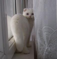 British kurzhar BKH katzen babys