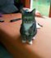Verschenke 2 supersüße Katzen