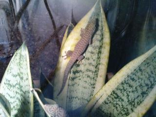 Biete Phelsuma Standingi Querstreifen-Taggecko