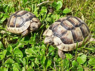 Breitrand Schildkröten NZ 2021