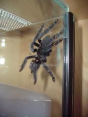 Psalmopoeus irminia 0. 1