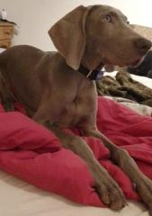 Weimaraner Rüde mit Ahnentafel