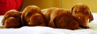 Magyar Vizsla