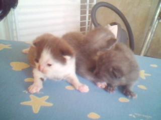 Besondere BKH Babys