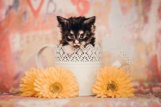 Maine Coon Kitten Prinzessinen
