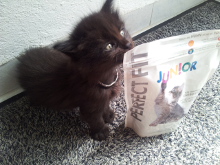 4 Maine Coon Kitten