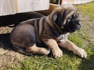 Reinrassige Cane Corso italiano Welpen