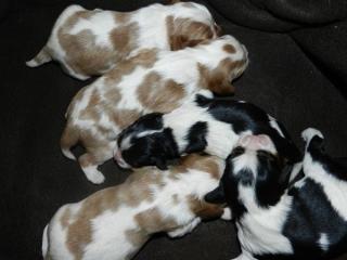 Cavalier King Charles mit Papiere suchen neues Zuhause