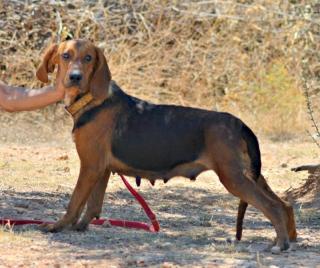Myrto - kein Blick mehr zurück . die Bruno du Jura Hundedame möchte nur nach